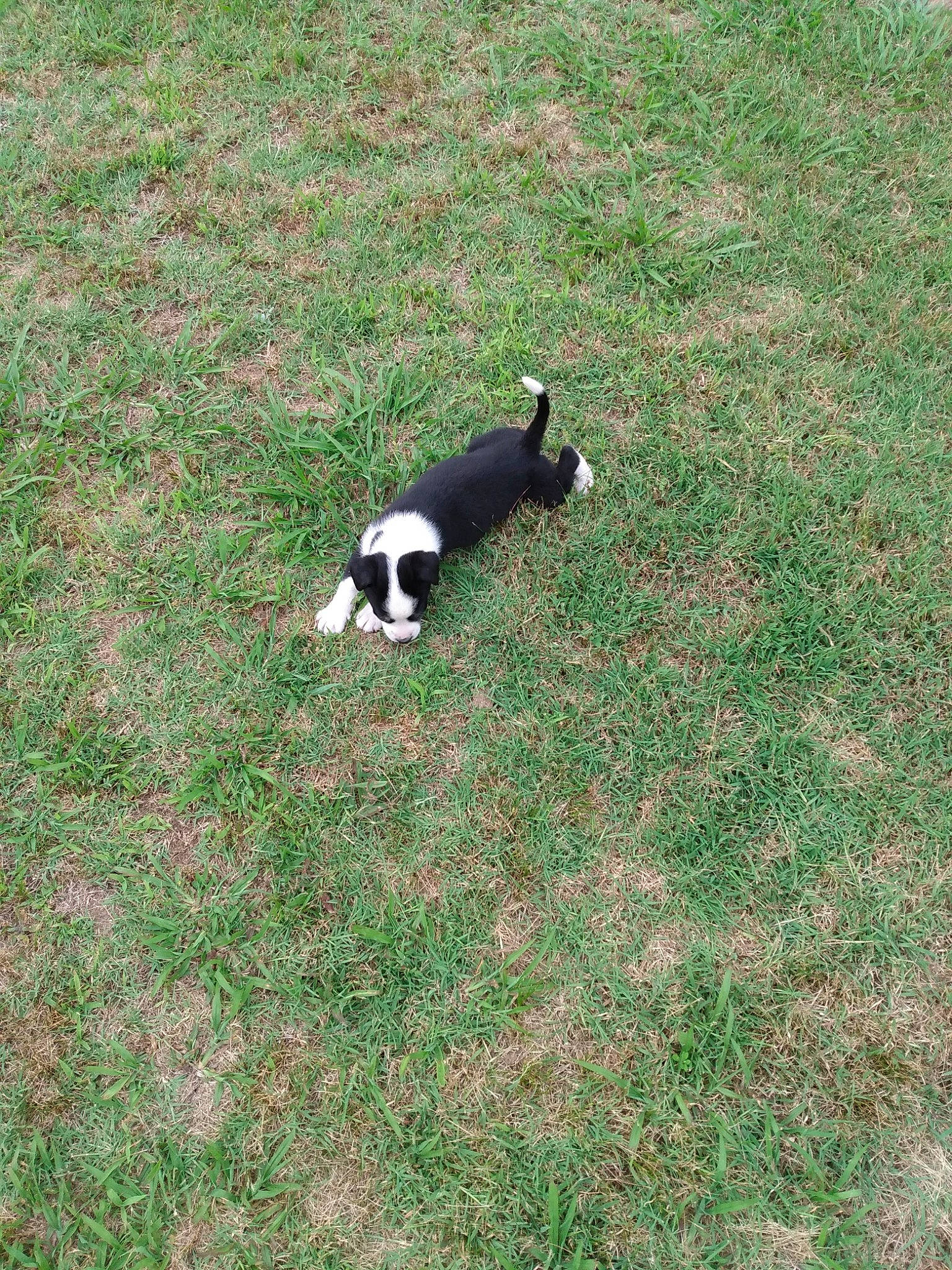 Bandit is registered to the contest to win money with this photo: canidae, carnivore, companion_dog, dog_breed, field, flooring, grass, grass_family, grassland, groundcover, lawn, pasture, plant, shadow, soil, sporting_group, tail, terrestrial_animal, tree, wildlife