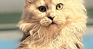 Stormi is registered to the contest to win money with this photo: cat, fluffy, kitten, pet, animal, fur, ears, eyes, whiskers, hat, cap, cute, portrait, indoors, soft_light, close_up, feline, mammal, adorable, posing