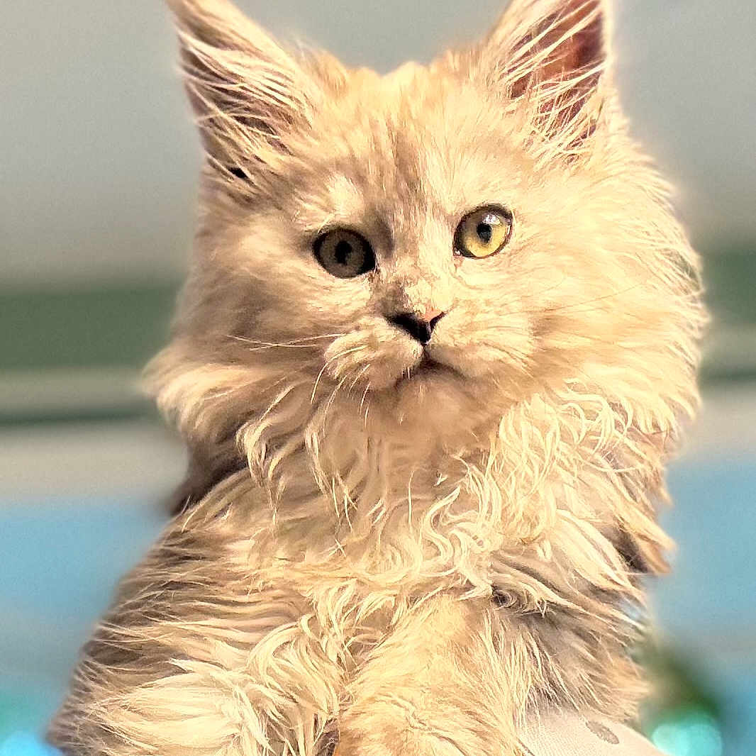Stormi