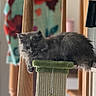 Stormi joined the competition — help win amazing prizes! cat, gray_cat, fluffy, scratching_post, indoor, wooden_railing, furniture, relaxed, pet, animal, home, cozy, curious, domestic_cat, feline, resting, soft_light, blurred_background, calm, household