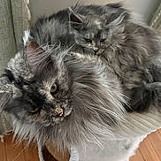 Stormi is registered to the contest to win money with this photo: cat, cats, fluffy, gray, pet, indoor, cozy, bed, feline, animal, cute, snuggling, curious, resting, window, curtain, wood_floor, domestic, companion, relaxing