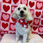 Dodger is registered to the contest to win money with this photo: animal, background, bandana, cute, decor, dog, fluffy, friendly, furry, heart_pattern, indoor, love, pet, pink, portrait, red, sitting, smiling, valentines_day, white_dog