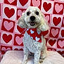animal, background, bandana, cute, decor, dog, fluffy, friendly, furry, heart_pattern, indoor, love, pet, pink, portrait, red, sitting, smiling, valentines_day, white_dog