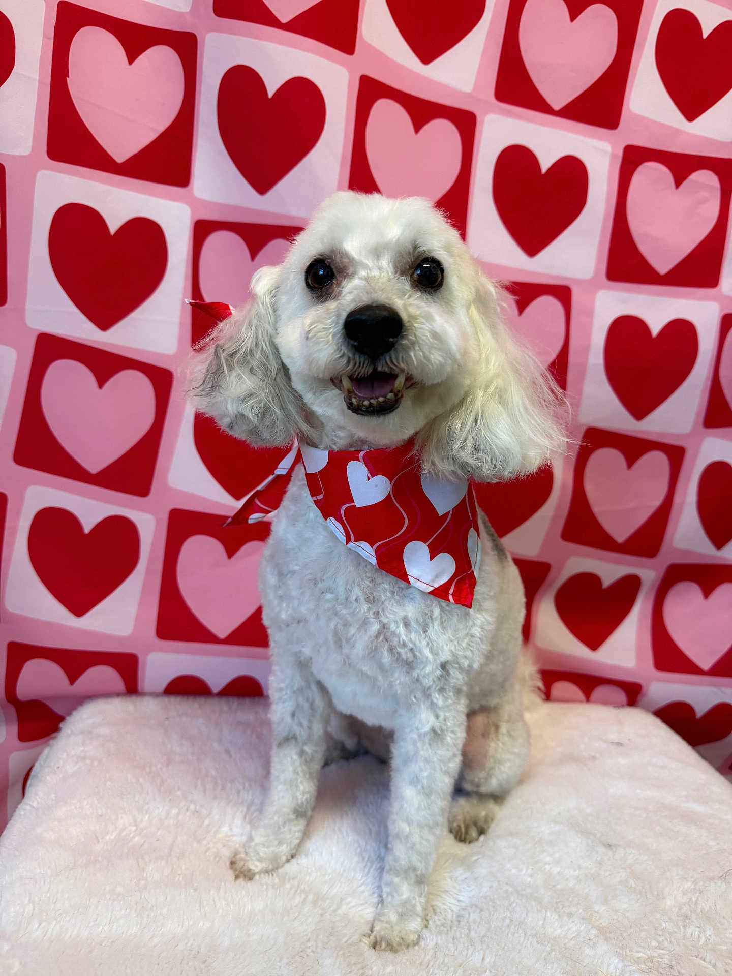 Dodger is registered to the contest to win money with this photo: animal, background, bandana, cute, decor, dog, fluffy, friendly, furry, heart_pattern, indoor, love, pet, pink, portrait, red, sitting, smiling, valentines_day, white_dog