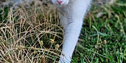 Mia a rejoint le concours — aidez-le/la à gagner de superbes lots ! alert, animal, blurred_background, cat, cute, eyes, feline, focus, fur, grass, greenery, mammal, nature, outdoor, pet, plants, walking, whiskers, white_cat, wildlife