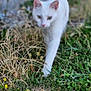 alert, animal, blurred_background, cat, cute, eyes, feline, focus, fur, grass, greenery, mammal, nature, outdoor, pet, plants, walking, whiskers, white_cat, wildlife