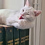 Mia a rejoint le concours — aidez-le/la à gagner de superbes lots ! animal, books, cat, close_up, cute, domestic_cat, feline, fluffy, indoor, larousse, licking, pet, quiet, reading_material, resting, shelf, soft_light, tongue_out, vintage_books, white_cat