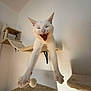 animal, cat, cat_tree, claws, cute, ears, feline, fur, home, indoor, paws, pet, playful, scratching_post, shadow, stretching, tongue, wall, white_cat, yawning