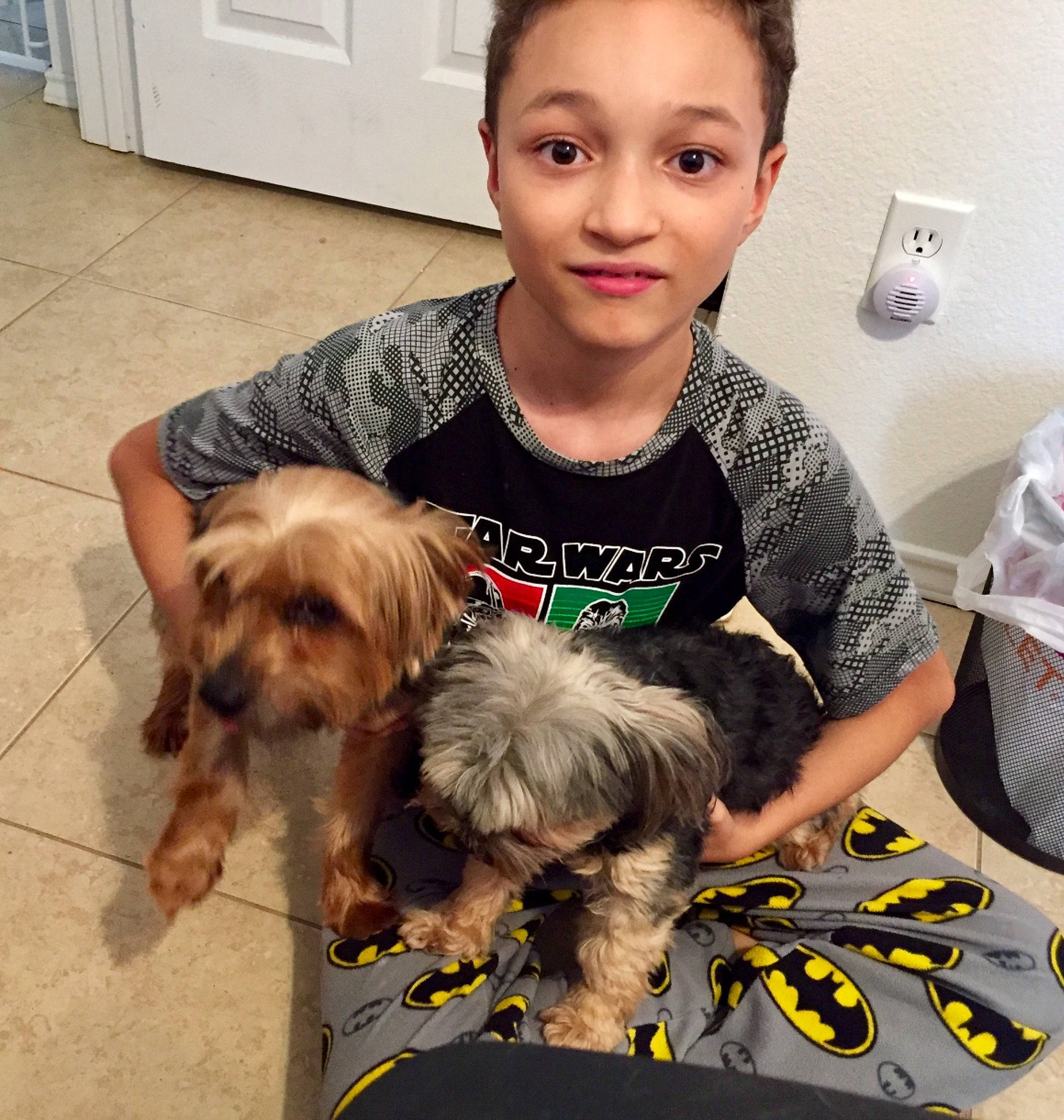 Julio joined the competition — help win amazing prizes! australian_silky_terrier, canidae, carnivore, companion_dog, dog, dog_breed, griffon_bruxellois, lhasa_apso, maltepoo, mammal, morkie, person, petit_basset_griffon_vendeen, puppy, puppy_love, schnoodle, shih_tzu, sporting_lucas_terrier, toy_dog, yorkipoo