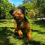 Orion a rejoint le concours — aidez-le/la à gagner de superbes lots ! dog, puppy, grass, garden, flowers, sunlight, outdoor, pet, happy, nature, greenery, canine, small_dog, playful, sunny_day, animal, fur, walking, smiling, summer