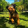 dog, puppy, grass, garden, flowers, sunlight, outdoor, pet, happy, nature, greenery, canine, small_dog, playful, sunny_day, animal, fur, walking, smiling, summer