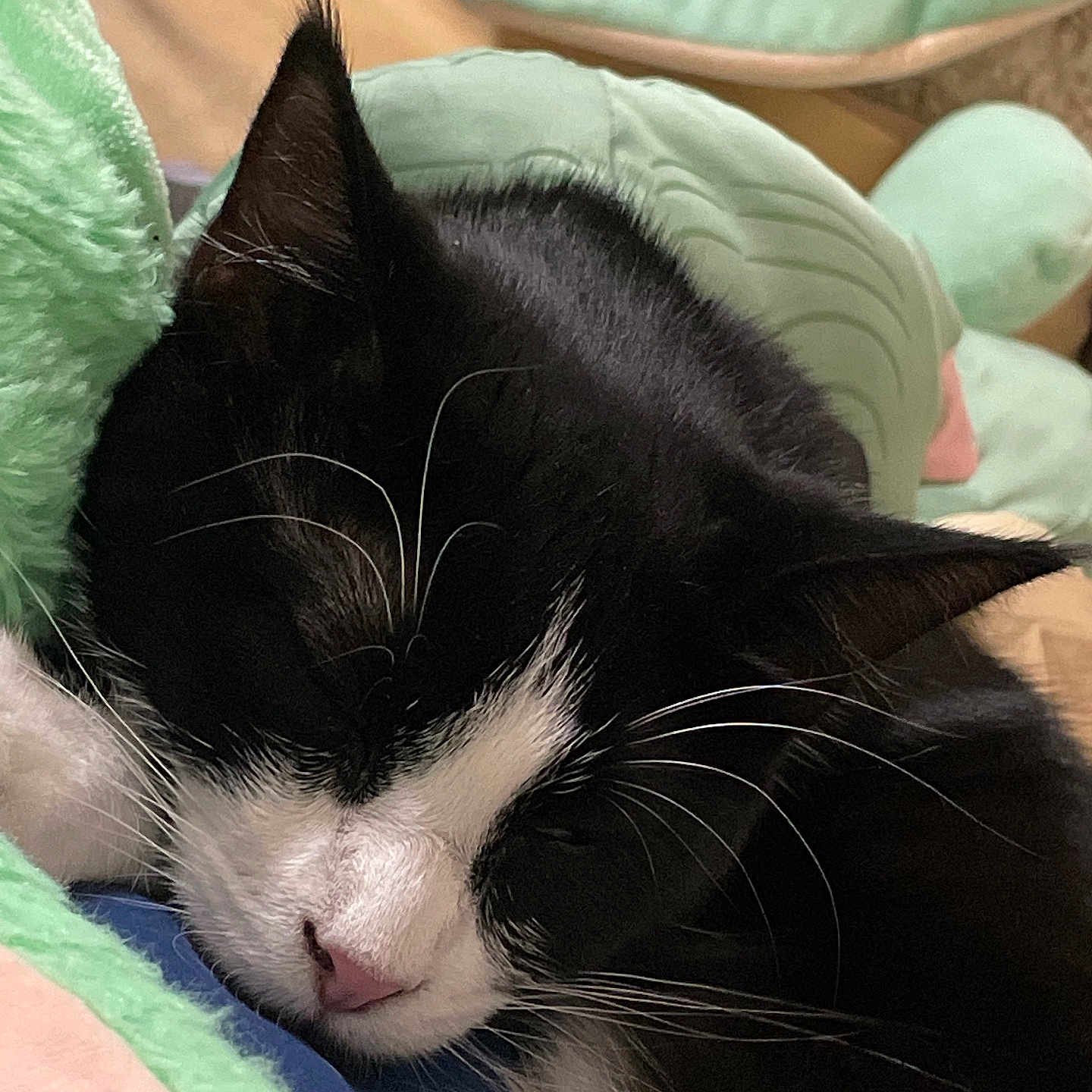Bugsi joined the competition — help win amazing prizes! animal, architecture, armchair, bed, blackcat, blanket, building, cat, chair, couch, cushion, furniture, homedecor, indoors, kitten, livingroom, manx, person, pet, sleeping