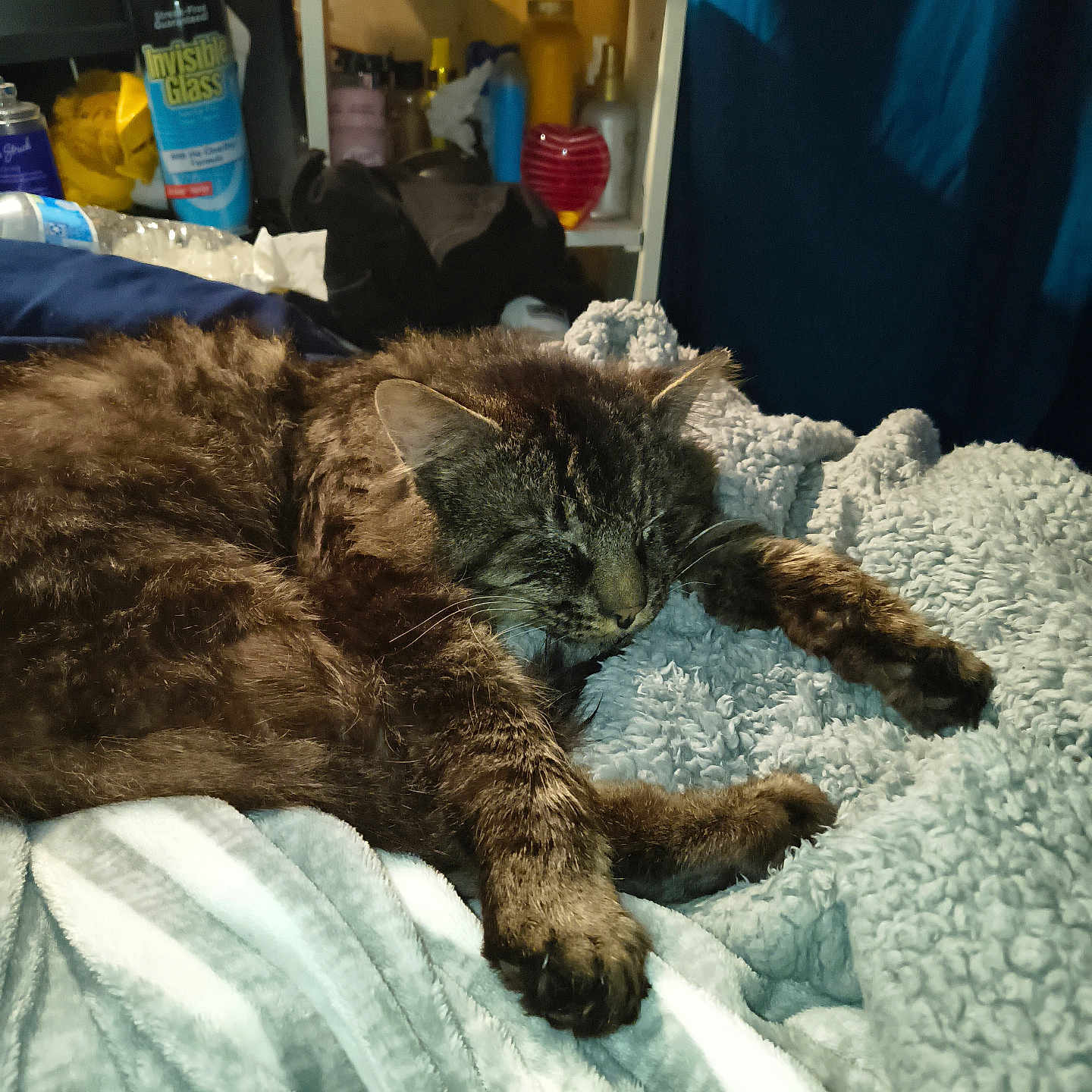 Tibbers is registered to the contest to win money with this photo: cat, tabby_cat, sleeping, blanket, bed, paw, fur, indoor, cozy, resting, feline, household_items, curtain, soft_texture, domestic_animal, bedroom, relaxation, pet, comfort, sleep