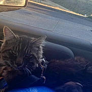 Tibbers joined the competition — help win amazing prizes! cat, car, window, seat, interior, feline, pet, animal, lap, resting, daylight, outside, road, grass, sideviewmirror, collar, domestic_cat, vehicle, relaxing, shadow