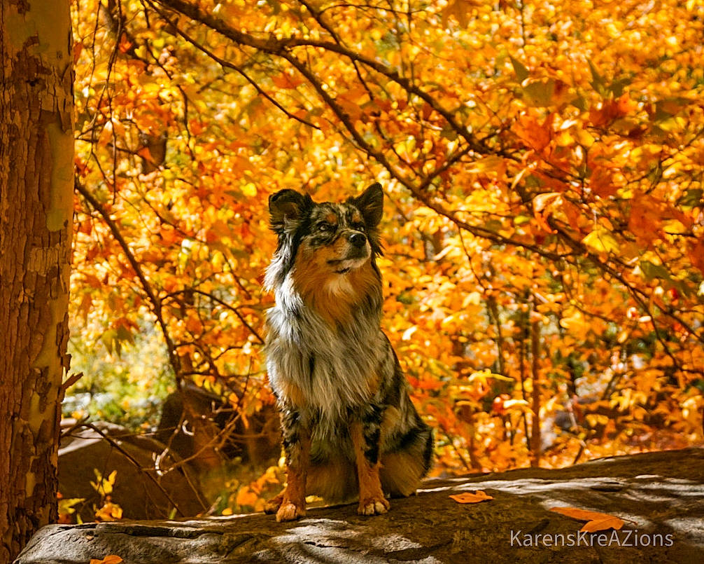 Carley joined the competition — help win amazing prizes! carnivore, cat, deciduous, fawn, felidae, forest, grass, leaf, natural_landscape, people_in_nature, plant, small_to_medium_sized_cats, sunlight, tints_and_shades, tree, trunk, twig, whiskers, wood, yellow