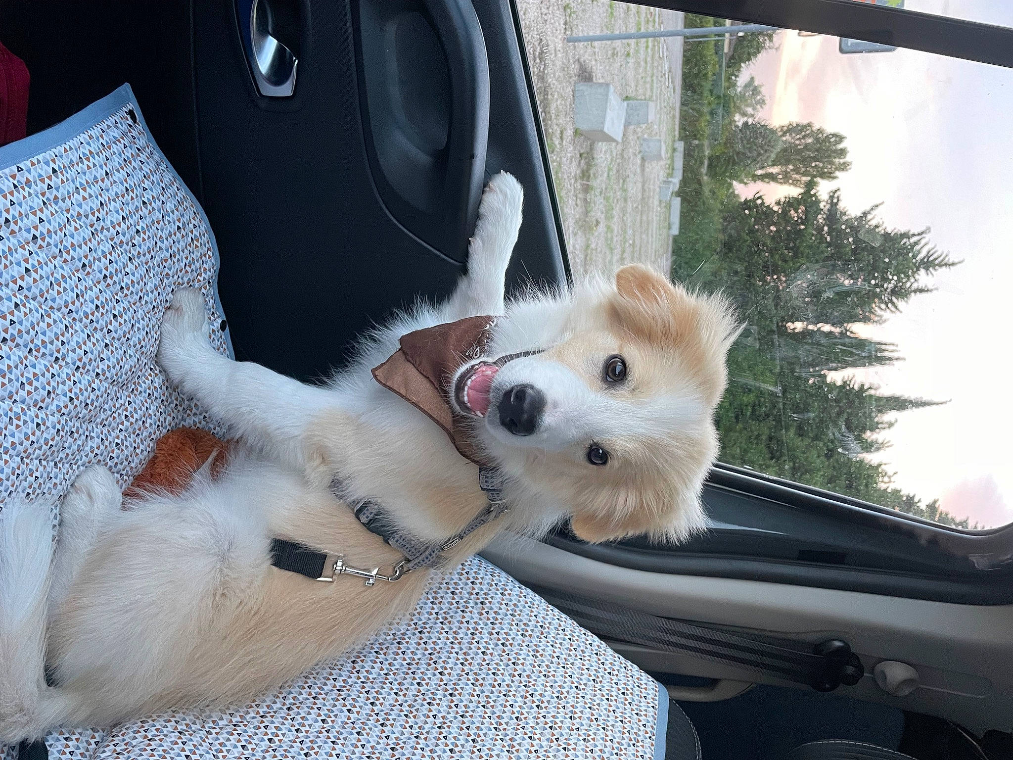 Sanka a rejoint le concours — aidez-le/la à gagner de superbes lots ! auto_part, automotive_exterior, car, car_seat, car_seat_cover, carnivore, collar, comfort, companion_dog, dog, dog_breed, dog_collar, fawn, sky, snout, tree, vehicle, vehicle_door, windscreen_wiper, windshield