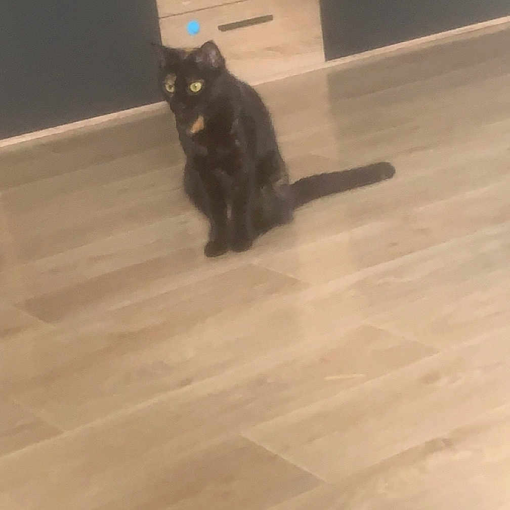 Lola a rejoint le concours — aidez-le/la à gagner de superbes lots ! animal, blackcat, cat, drawer, furniture, hardwood, indoors, interiordesign, kitten, manx, pet, plywood, wood