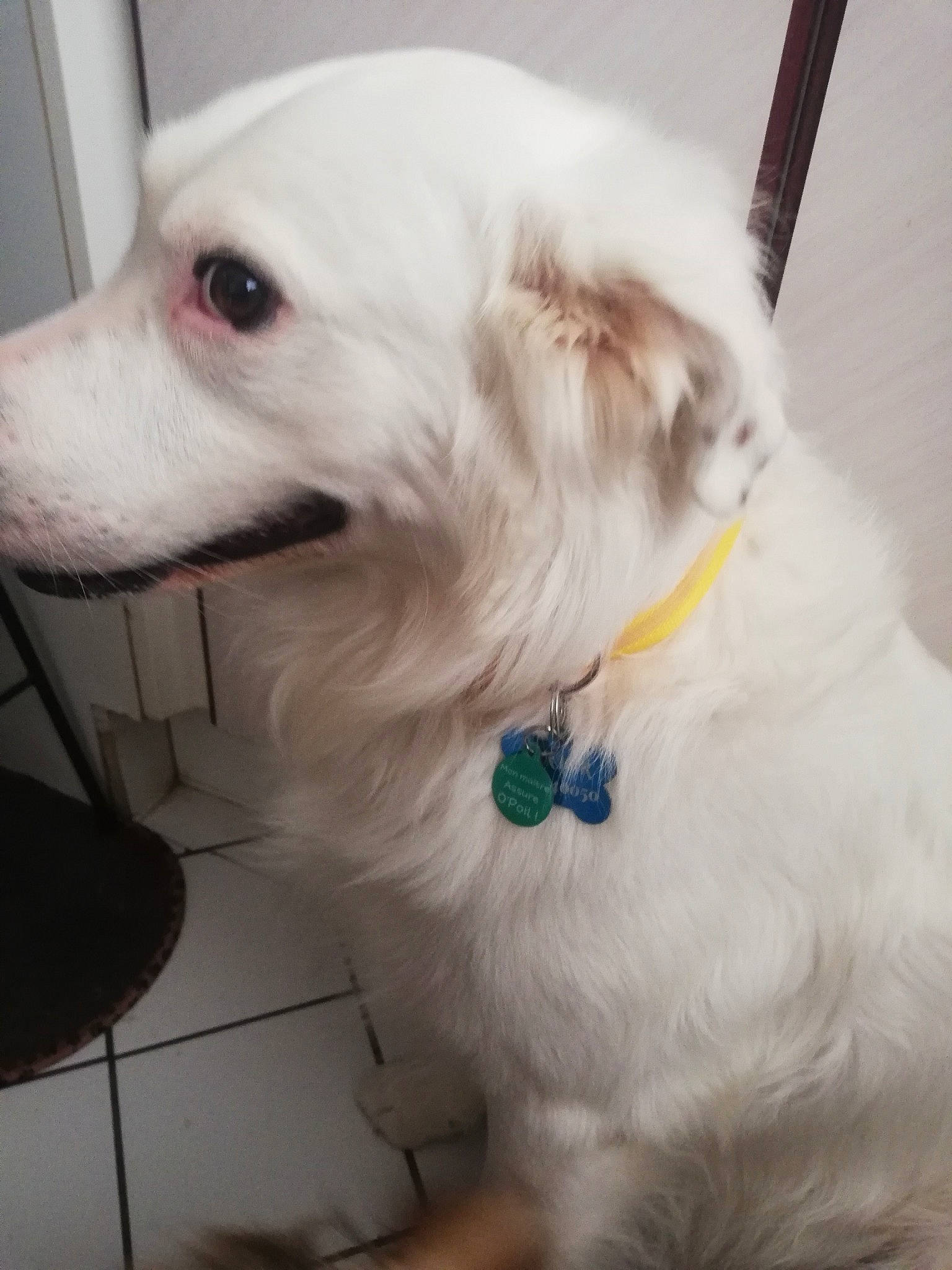 Junior participe au concours pour gagner de l'argent avec cette photo : american_eskimo_dog, canidae, carnivore, companion_dog, dog, dog_breed, dog_collar, ear, fur, japanese_spitz, maltese, mammal, non_sporting_group, nose, puppy, rare_breed_dog, sporting_group, west_highland_white_terrier