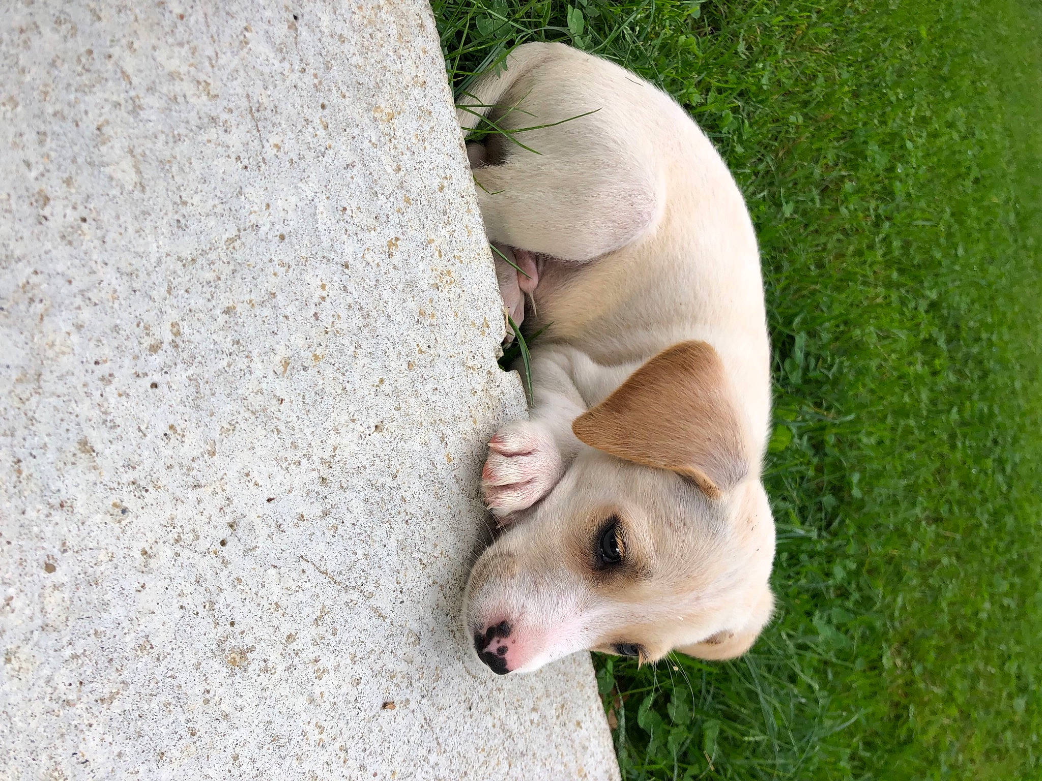 Heïko participe au concours pour gagner de l'argent avec cette photo : canidae, carnivore, collar, companion_dog, dog, dog_breed, fawn, fur, grass, jaw, paw, plant, retriever, snout, sporting_group, tail, terrestrial_animal, whiskers, wildlife, working_animal
