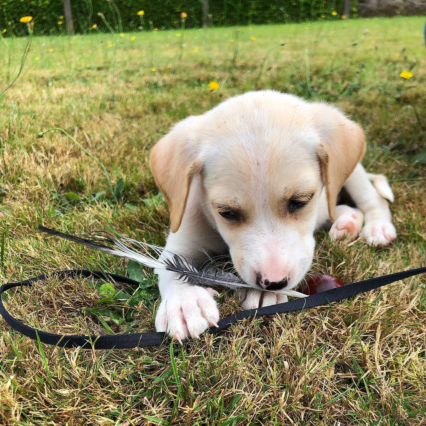 Heïko a rejoint le concours — aidez-le/la à gagner de superbes lots ! adventure, canidae, carnivore, companion_dog, dog, dog_breed, fawn, grass, grassland, happy, labrador_retriever, people_in_nature, plant, puppy, retriever, soil, tail, terrestrial_animal, whiskers, working_animal