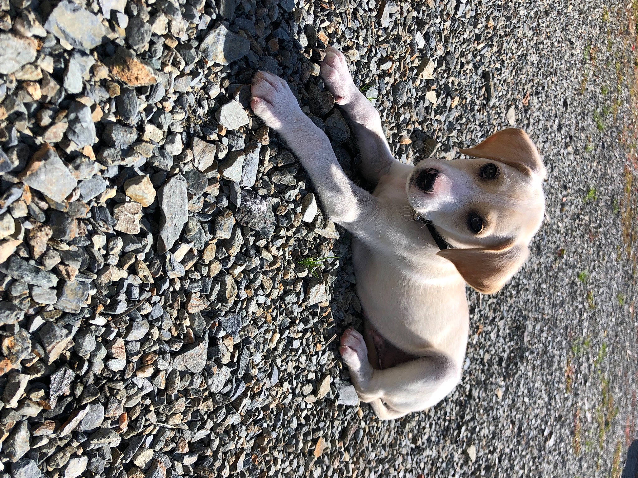 Heïko participe au concours pour gagner de l'argent avec cette photo : asphalt, carnivore, cat, dog_breed, domestic_short_haired_cat, eye, fawn, felidae, fur, grass, grey, human_leg, road, road_surface, sand, small_to_medium_sized_cats, snout, tail, whiskers, wood