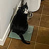 Tiny Cat is registered to the contest to win money with this photo: cat, black_and_white, sitting, looking_back, digital_scale, water_bowl, air_purifier, tile_floor, indoor, pet, curious, wall, corner, green_eyes, animal, fur, whiskers, tail, household, domestic