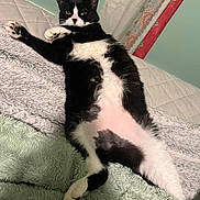 Tiny Cat joined the competition — help win amazing prizes! cat, black_and_white, bed, blanket, fur, pet, indoor, relaxed, lying_down, cozy, feline, resting, curious, animal, soft_texture, home, cute, fur_pattern, whiskers, paw
