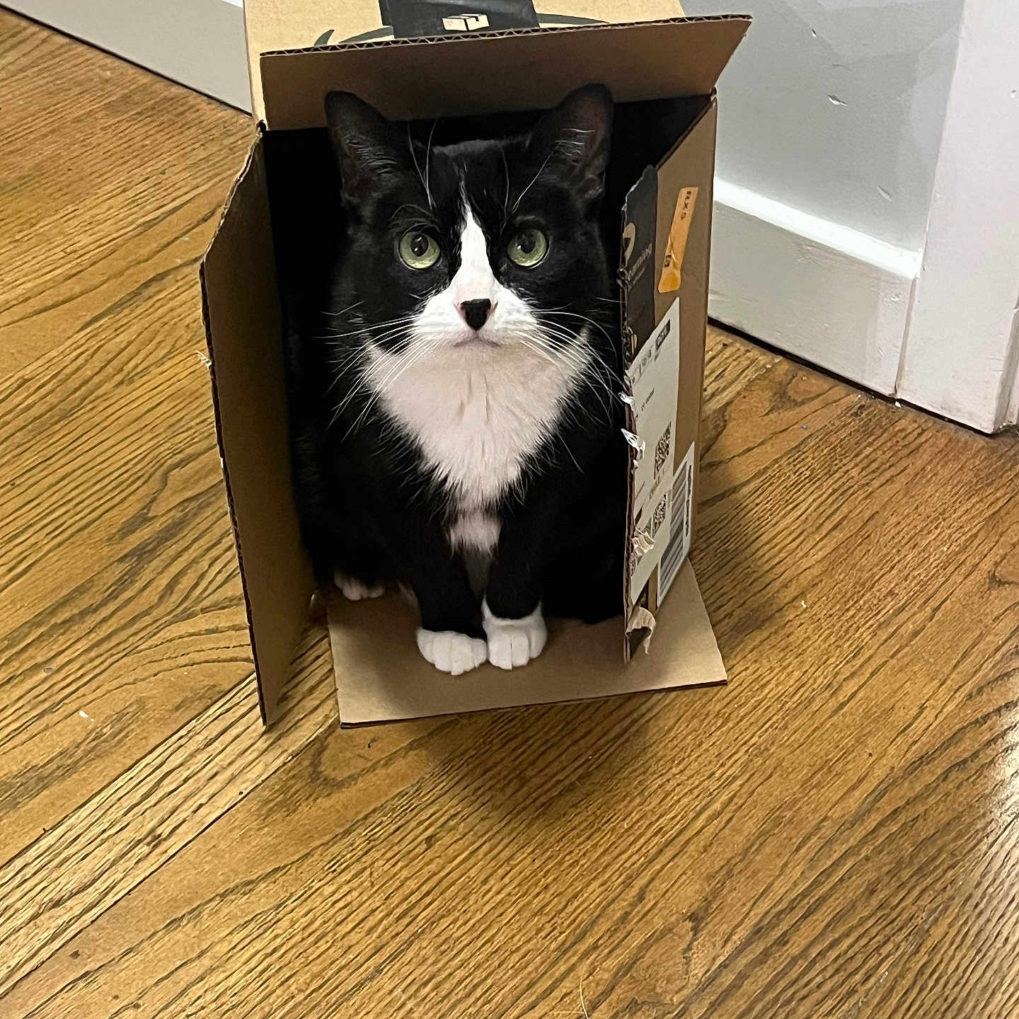 Tiny Cat