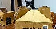 Tiny Cat joined the competition — help win amazing prizes! cat, cardboard_box, table, wooden_furniture, indoor, pet, black_and_white, animal, curious, box, amazon_prime, cozy, home, domestic, feline, sitting, looking, container, shipping_box, barcode