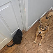 Koda joined the competition — help win amazing prizes! cat, dog, wooden_floor, door, indoor, pet, animal, black_cat, tan_dog, curious, relaxed, waiting, flooring, house, home, furry, ears, tail, companion, domestic