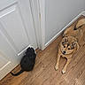 cat, dog, wooden_floor, door, indoor, pet, animal, black_cat, tan_dog, curious, relaxed, waiting, flooring, house, home, furry, ears, tail, companion, domestic