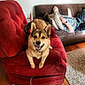 dog, smiling, red_armchair, brown_couch, person, relaxing, indoor, wooden_floor, carpet, pillow, happy, pet, furniture, living_room, casual, home, resting, canine, domestic_animal, comfortable