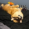 dog, bed, blanket, plush_toy, orange_toy, fur, pet, cozy, indoor, relaxed, upside_down, brown_dog, black_blanket, checkered_pillow, animal, cute, resting, home, canine, fur_texture