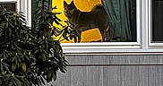 Koda is registered to the contest to win money with this photo: animal, bush, curtains, daylight, dog, furniture, glass, home, house, indoor, lighting, nature, outdoor, pet, plant, reflection, shingles, silhouette, tree, window