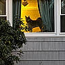 dog, window, curtains, plant, bush, house, shingles, lighting, indoor, outdoor, pet, animal, silhouette, glass, reflection, furniture, tree, nature, daylight, home