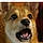 Koda