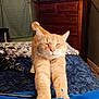 cat, ginger_cat, stretching, bed, quilt, blanket, furniture, dresser, curtain, indoor, cozy, pet, whiskers, relaxed, sleepy, orange_fur, animal, home, comfort, resting