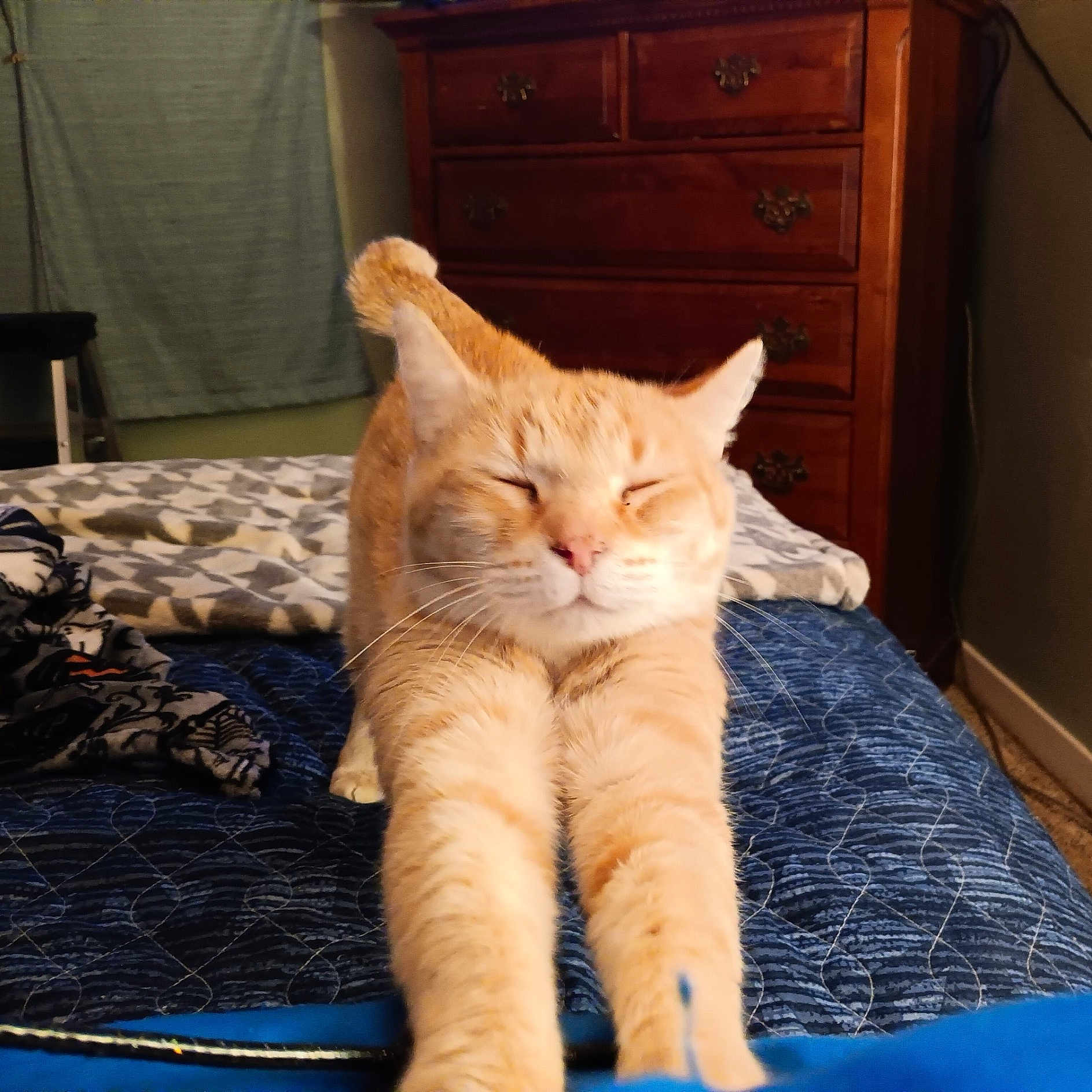 Lion King is registered to the contest to win money with this photo: animal, bed, blanket, cat, comfort, cozy, curtain, dresser, furniture, ginger_cat, home, indoor, orange_fur, pet, quilt, relaxed, resting, sleepy, stretching, whiskers