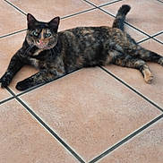 Helene Cuvelier participe au concours pour gagner de l'argent avec cette photo : animal, black, brown, cat, chair_leg, cute, domestic_cat, feline, floor, fur, green_eyes, indoor, laying_down, looking_at_camera, orange, pet, relaxed, tile, tortoiseshell, whiskers