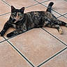 animal, black, brown, cat, chair_leg, cute, domestic_cat, feline, floor, fur, green_eyes, indoor, laying_down, looking_at_camera, orange, pet, relaxed, tile, tortoiseshell, whiskers