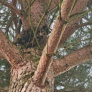 Helene Cuvelier a rejoint le concours — aidez-le/la à gagner de superbes lots ! cat, tortoiseshell_cat, tree, pine_tree, bark, branch, trunk, moss, perched, climbing, wildlife, animal, outdoors, nature, forest, foliage, closeup, texture, woodland, canopy