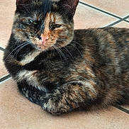 Douceur a rejoint le concours — aidez-le/la à gagner de superbes lots ! animal, cat, close_up, cute, domestic_animal, ears, eyes, face, feline, fur, indoor, lying_down, nose, paws, pet, relaxed, squinting, tile_floor, tortoiseshell, whiskers