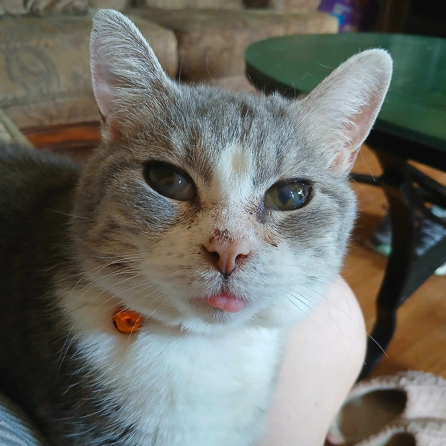 Gypsey joined the competition — help win amazing prizes! animal, cat, close_up, collar, couch, fur, furniture, gray_cat, home, indoor, orange_collar, person_lap, pet, relaxed, slippers, table, tongue_out, whiskers, white_fur, wooden_floor