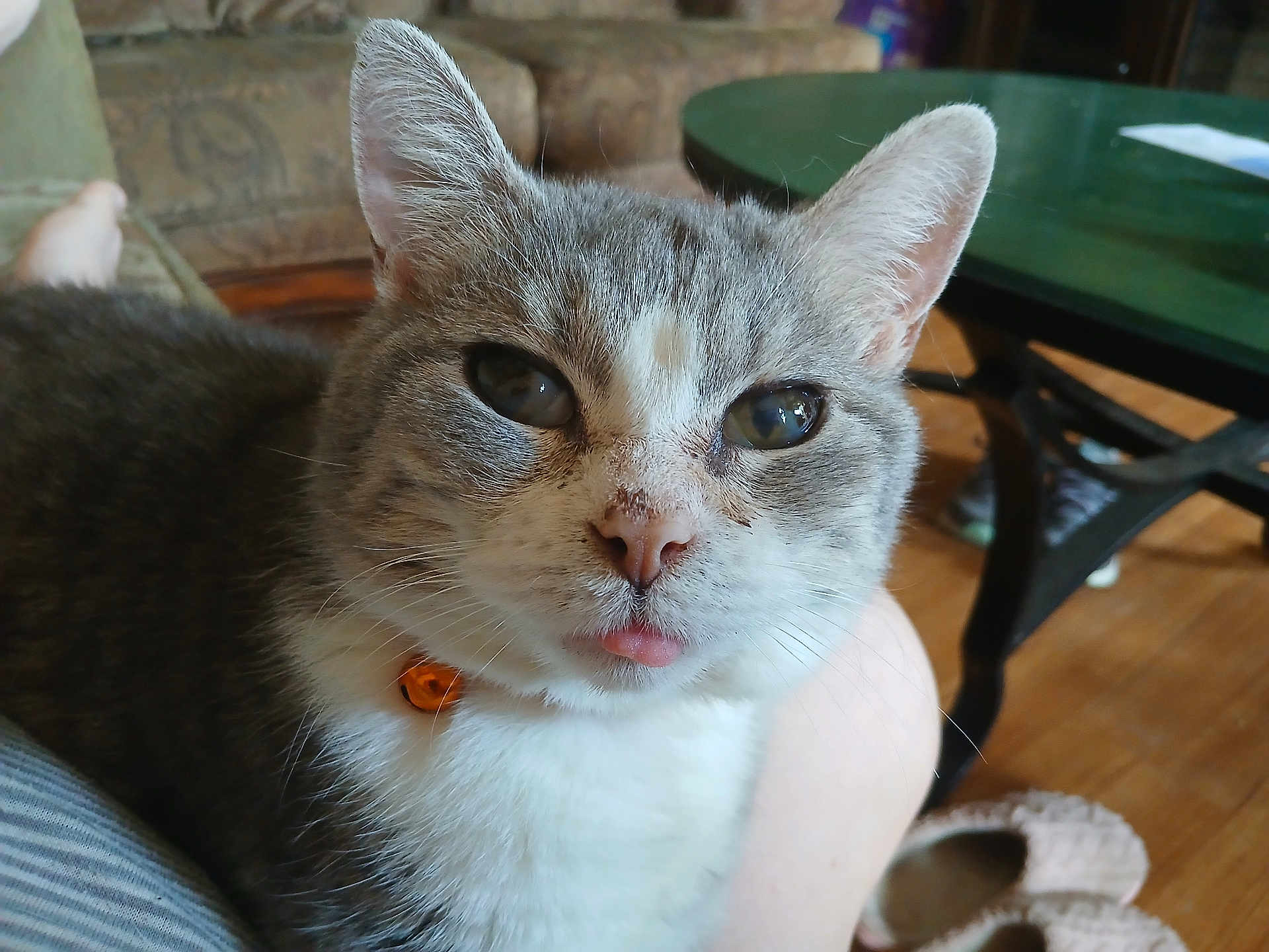 Gypsey joined the competition — help win amazing prizes! animal, cat, close_up, collar, couch, fur, furniture, gray_cat, home, indoor, orange_collar, person_lap, pet, relaxed, slippers, table, tongue_out, whiskers, white_fur, wooden_floor