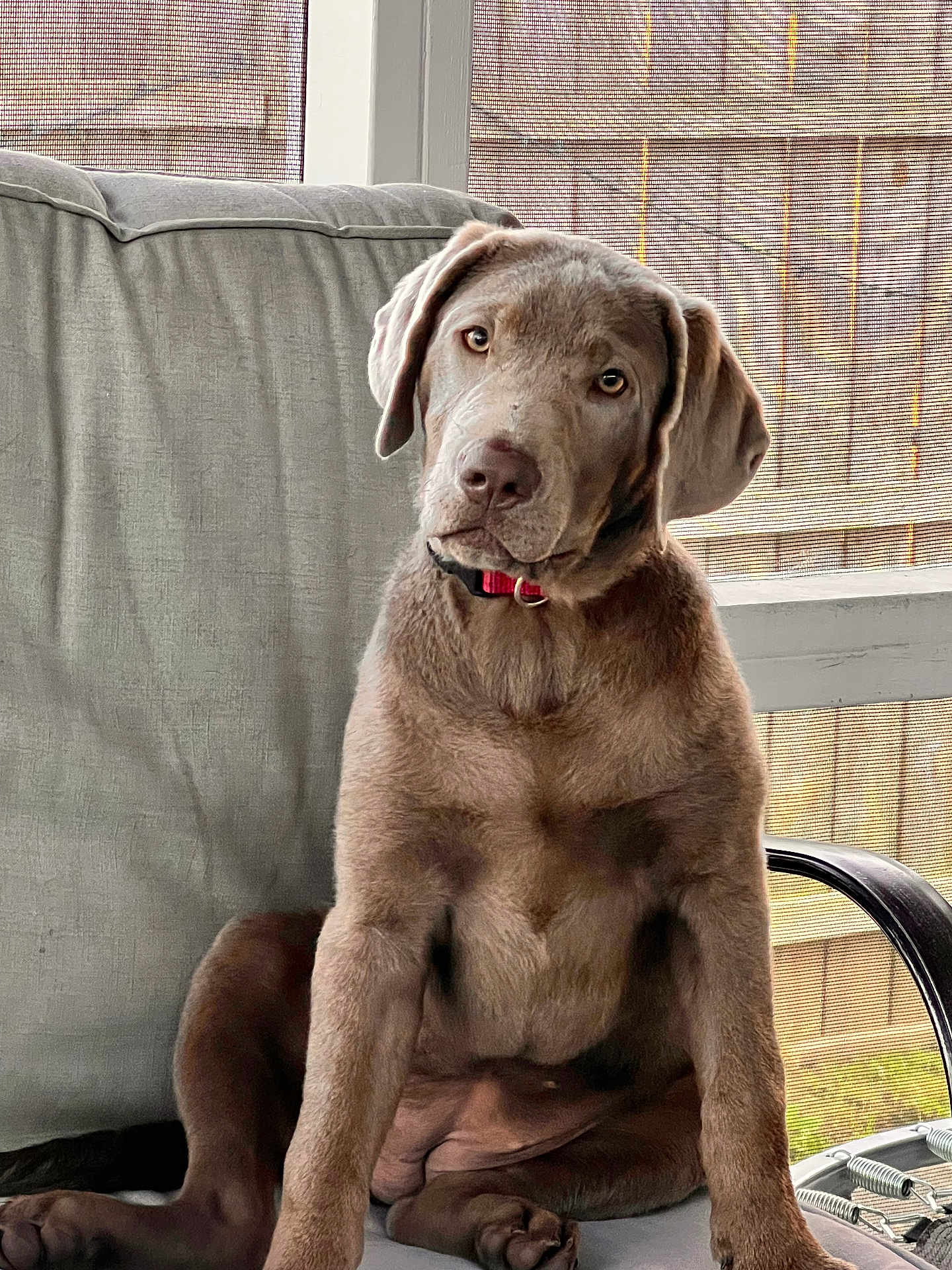 Luna Belle joined the competition — help win amazing prizes! dog, puppy, indoor, cushion, chair, pet, animal, brown_coat, floppy_ears, curious, sitting, window, mesh_screen, natural_light, furniture, young_dog, domestic_animal, companion, cute, portrait