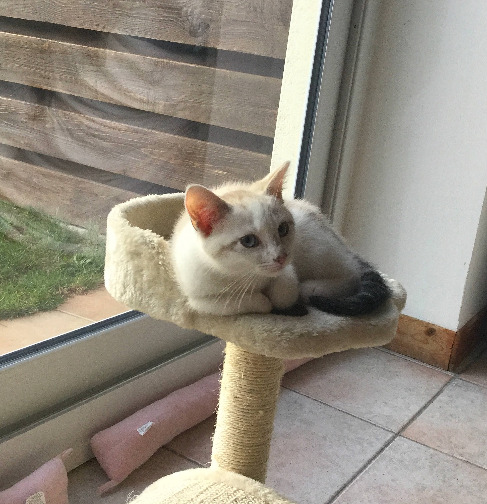 Oby a rejoint le concours — aidez-le/la à gagner de superbes lots ! aegean_cat, asian, burmilla, carnivore, cat, colorpoint_shorthair, domestic_short_haired_cat, european_shorthair, fawn, felidae, khao_manee, kitten, mammal, ojos_azules, polydactyl_cat, small_to_medium_sized_cats, tail, turkish_angora, turkish_van, whiskers