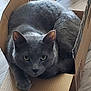 cat, gray_cat, cardboard_box, floor, indoor, pet, animal, feline, curled_up, yellow_eyes, cozy, domestic_cat, looking, box, crumpled_paper, wooden_floor, cute, fur, whiskers, ears