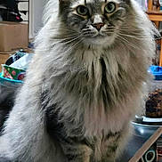 Samson joined the competition — help win amazing prizes! cat, long_haired_cat, fluffy_fur, grey_tabby, green_eyes, whiskers, pet, portrait, indoor, sitting, table, close_up, domestic_cat, curtain, bowl, household_items, furniture, cute, calm, fur_texture