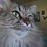 Samson joined the competition — help win amazing prizes! cat, fluffy, close_up, green_eyes, indoor, pet, feline, fur, animal, whiskers, cute, portrait, domestic_cat, face, looking_away, cozy, home, wall_decor, soft_light, background_blur