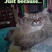 Samson is registered to the contest to win money with this photo: cat, fluffy, bed, indoor, furniture, clothes, dresser, relaxed, animal, pet, feline, cute, cozy, sleepy, portrait, resting, whiskers, gray, home, casual